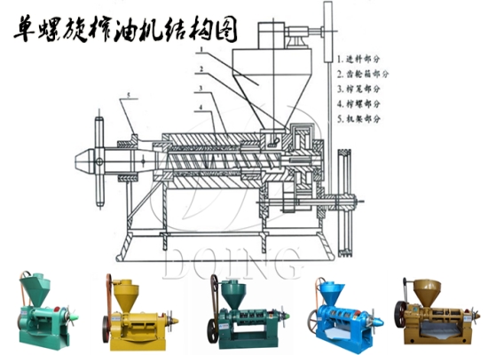單螺旋葵花籽榨油機(jī)